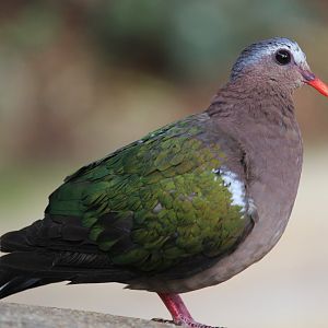 Capped Pigeon at the aviary, Detroit Zoo