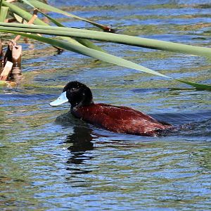 Blue-billed Duck