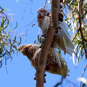 Long-billed Corellas