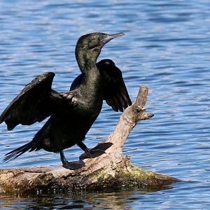 Little Black Cormorant