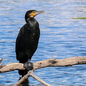 Great Cormorant
