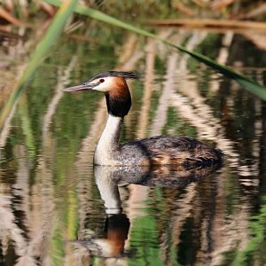 Crested Grebe