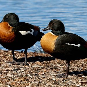 Mountain Ducks (Australian Shelduck)