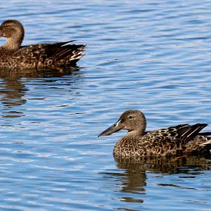 Australasian Shovellers