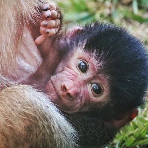 2-day-old baby Hamadryas Baboon