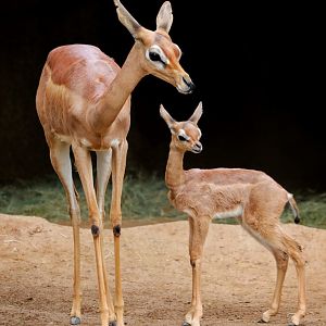 Baby Gerenuk (one week old) with Mom