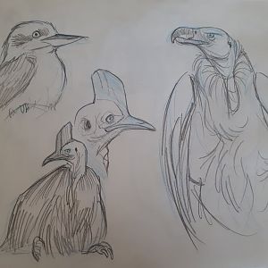 Zoo bird drawings