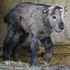 Baby Sichuan Takin (3 days old)
