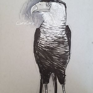 Zoo Caracara drawing