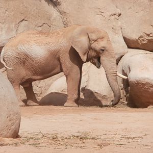 African bush elephant -Bioparc Valencia (Summer 2017)