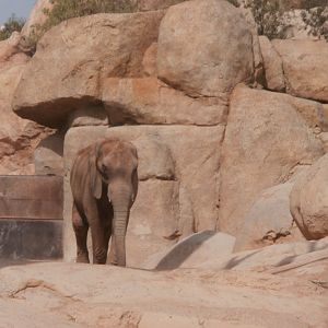 African bush elephant -Bioparc Valencia (Summer 2017)