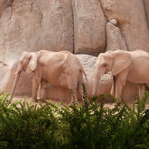 African bush elephant -Bioparc Valencia (Summer 2017)