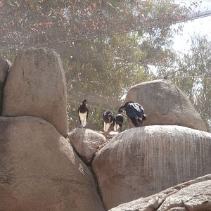 Abdim's stork -Bioparc Valencia (Summer 2017)