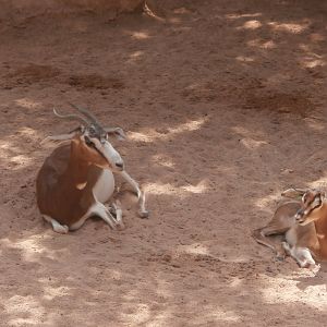 Addra gazelle -Bioparc Valencia (Summer 2017)