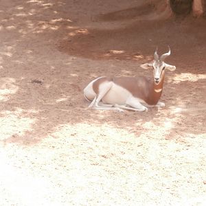 Addra gazelle -Bioparc Valencia (Summer 2017)