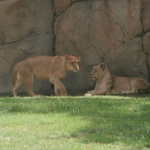 African lion -Bioparc Valencia (Summer 2017)