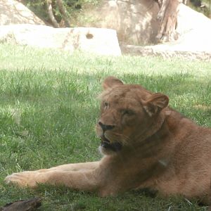 African lion -Bioparc Valencia (Summer 2017)