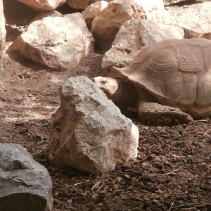 African spurred tortoise -Bioparc Valencia (Summer 2017)