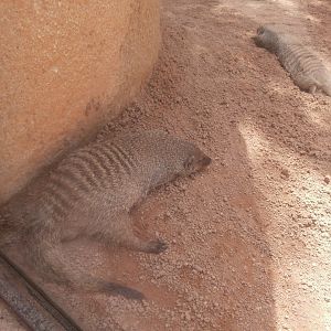 Banded mongoose -Bioparc Valencia (Summer 2017)