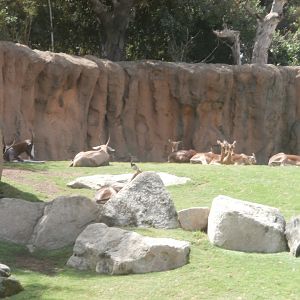 Blesbok and Impala -Bioparc Valencia (Summer 2017)