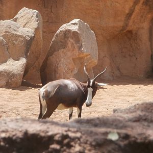 Blesbok and Waterbuck -Bioparc Valencia (Summer 2017)