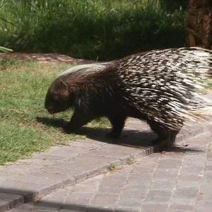 Cape porcupine -Bioparc Valencia (Summer 2017)
