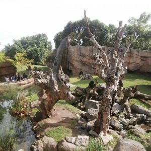Chimpanzee exhibit -Bioparc Valencia (Summer 2017)