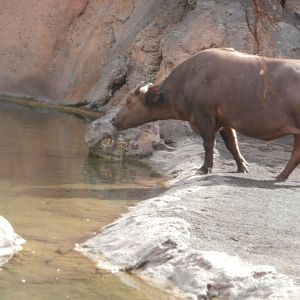 Congo buffalo -Bioparc Valencia (Summer 2017)