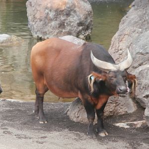 Congo buffalo -Bioparc Valencia (Summer 2017)