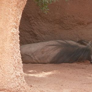 Common warthog -Bioparc Valencia (Summer 2017)