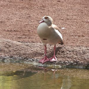 Egyptian goose -Bioparc Valencia (Summer 2017)