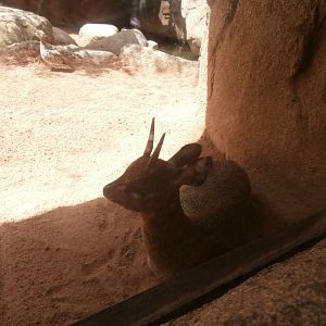 Ethiopian klipspringer -Bioparc Valencia (Summer 2017)