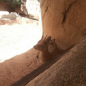 Ethiopian klipspringer -Bioparc Valencia (Summer 2017)