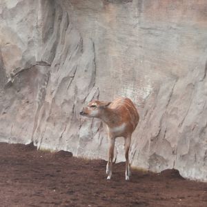 Female sitatunga -Bioparc Valencia (Summer 2017)