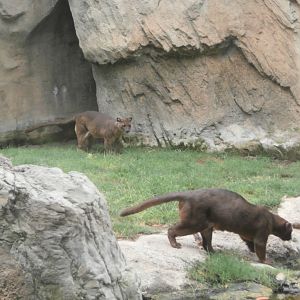 Fossa -Bioparc Valencia (Summer 2017)