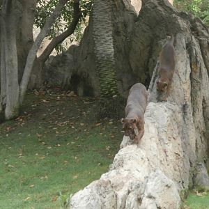 Fossa -Bioparc Valencia (Summer 2017)