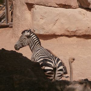 Grant's zebra and South african ostrich -Bioparc Valencia (Summer 2017)