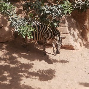 Grant's zebra -Bioparc Valencia (Summer 2017)
