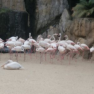 Greater flamingo and Great white pelican -Bioparc Valencia (Summer 2017)