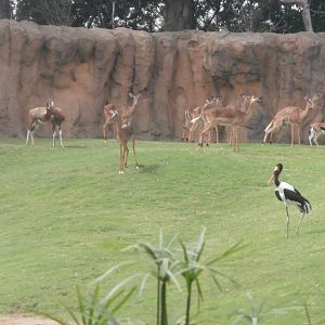 Impala, Blesbok, Thomson's gazelle and Saddle billed stork -Bioparc Valencia (Summer 2017)