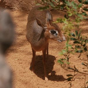 Krik's dikdik -Bioparc Valencia (Summer 2017)