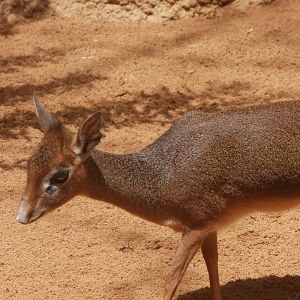 Krik's dikdik -Bioparc Valencia (Summer 2017)