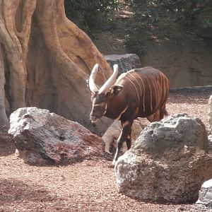 Lowland bongo -Bioparc Valencia (Summer 2017)