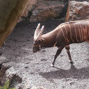 Lowland bongo -Bioparc Valencia (Summer 2017)