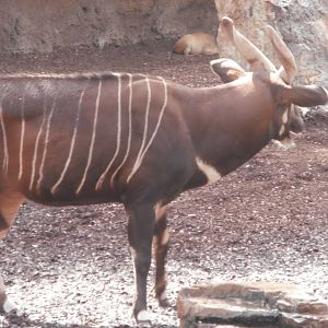 Lowland bongo and Red forest duiker(at the back) -Bioparc Valencia (Summer 2017)