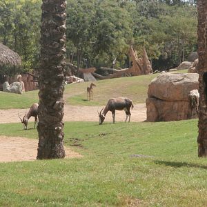 Main savannah (with Blesbok, Impala and Rothschild's giraffe) -Bioparc Valencia (Summer 2017)