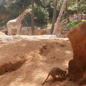 Meerkat and Rothschild's giraffe -Bioparc Valencia (Summer 2017)