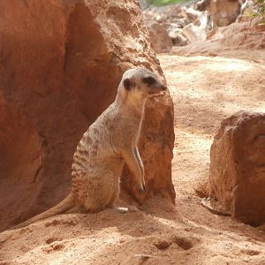 Meerkat -Bioparc Valencia (Summer 2017)