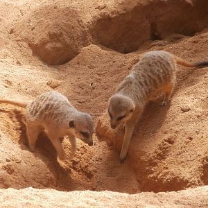 Meerkat -Bioparc Valencia (Summer 2017)