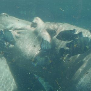 Nile hippopotamus -Bioparc Valencia (Summer 2017)